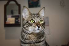 Marie-Emmanuelle DIOT LAPORTE - Memograph